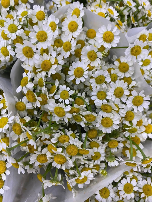 🌼 ดอกเดซี่