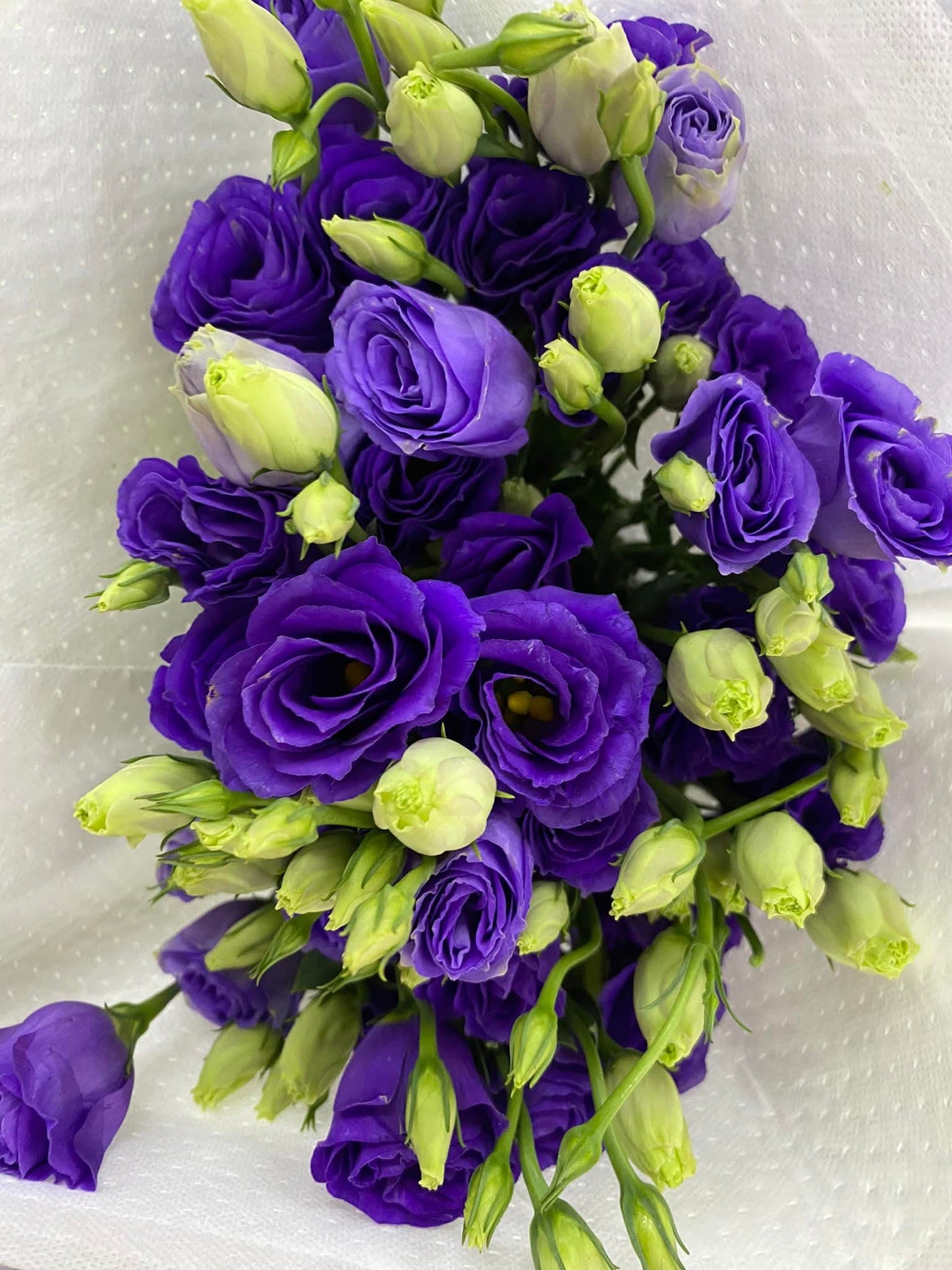 🌸 ดอกลิเซนทัส