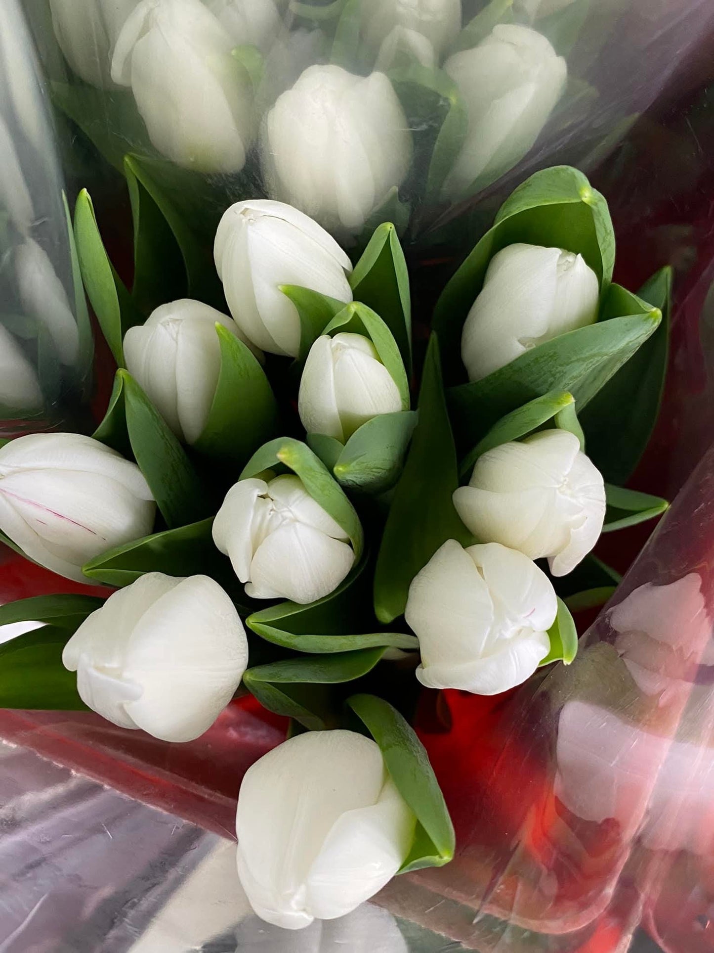 🌷 ดอกทิวลิป