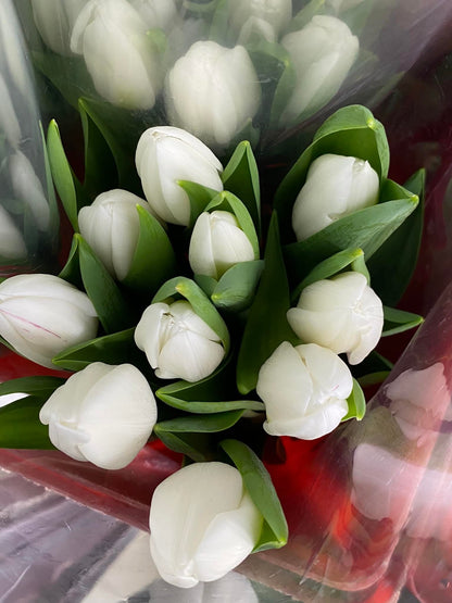 🌷 ดอกทิวลิป