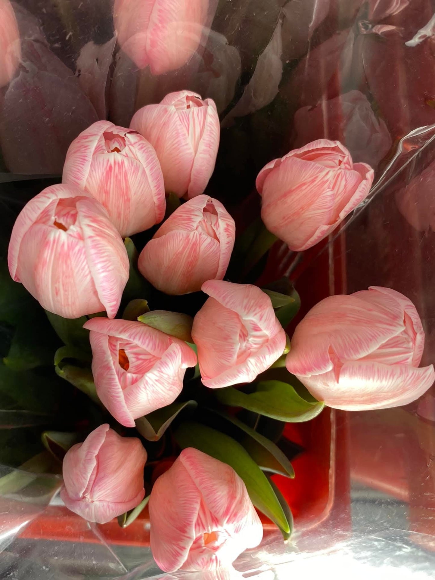 🌷 ดอกทิวลิป