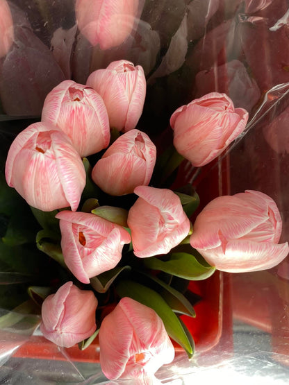 🌷 ดอกทิวลิป